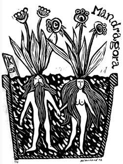 Корень мандрагоры