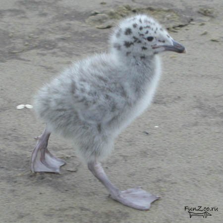 Сон о птенце