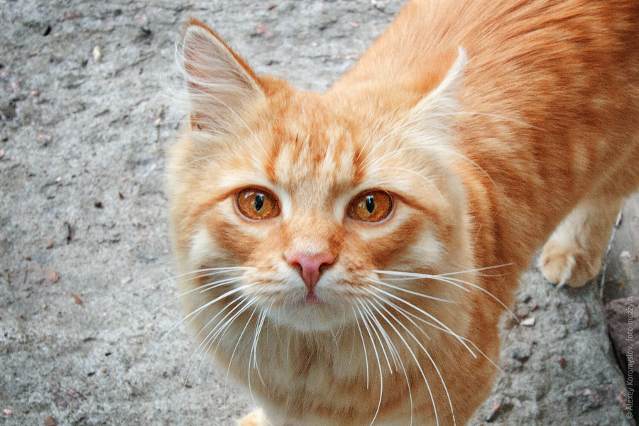 Типы рыжих кошек. Рыжий кот. Ласковый рыжий кот. Рыжий кот с янтарными глазами. Взрослый рыжий кот.