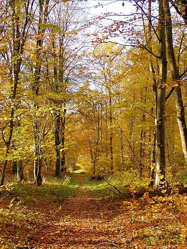 Коварная осень...