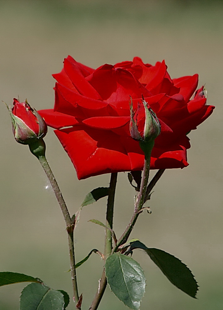 королева алой розы. роза легион алая. роза грандифлора красная. королева алой розы. королева алой розы.