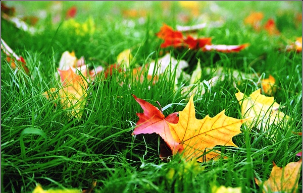 Не печалься, что лето уходит...