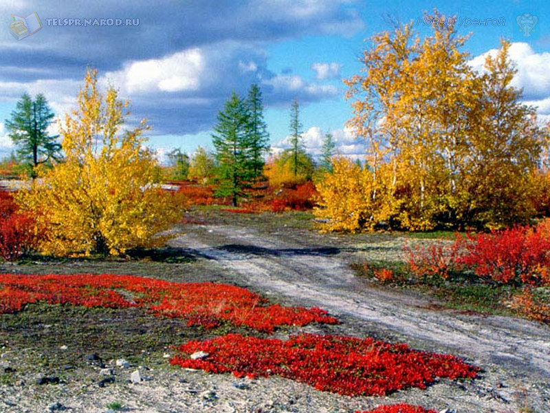 Осень в тундре (Алекс Петухов) / Стихи.ру