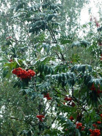 Опять дожди песчаный берег точат,