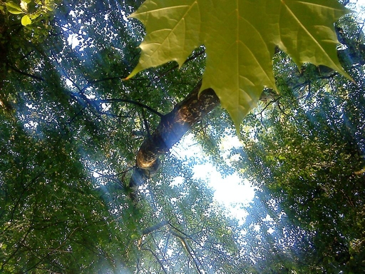 Предосеннее...