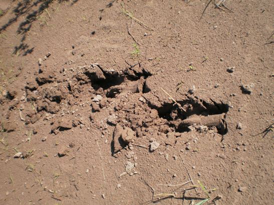 К живительному роднику