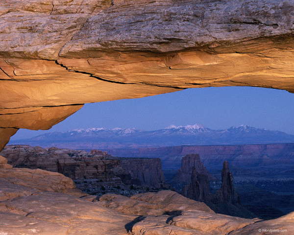 Поэзии птица