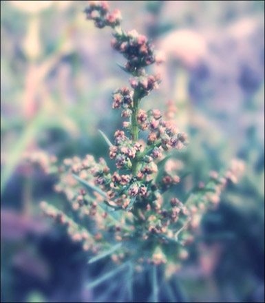 Букетик травы