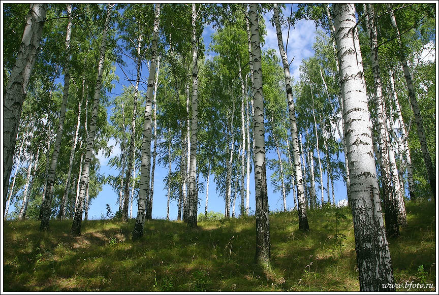Белые березы