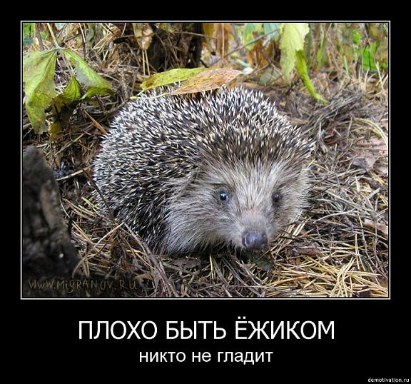 Ежик
