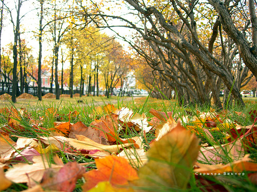 Взбешённая осень