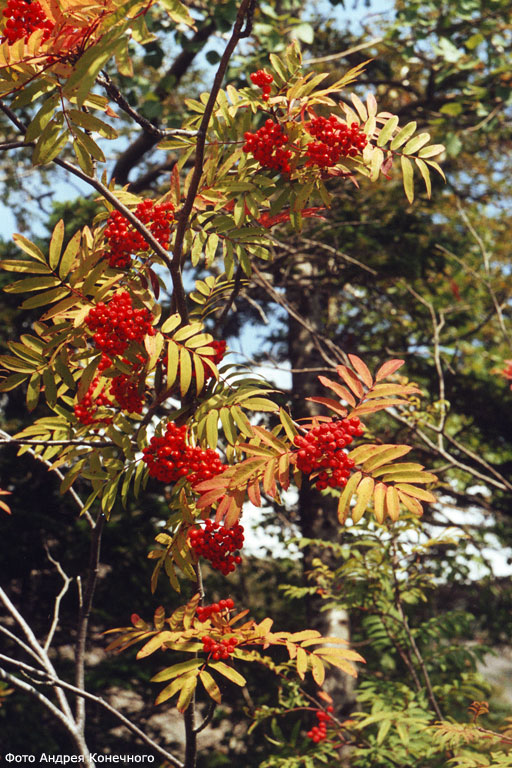 Осень у порога