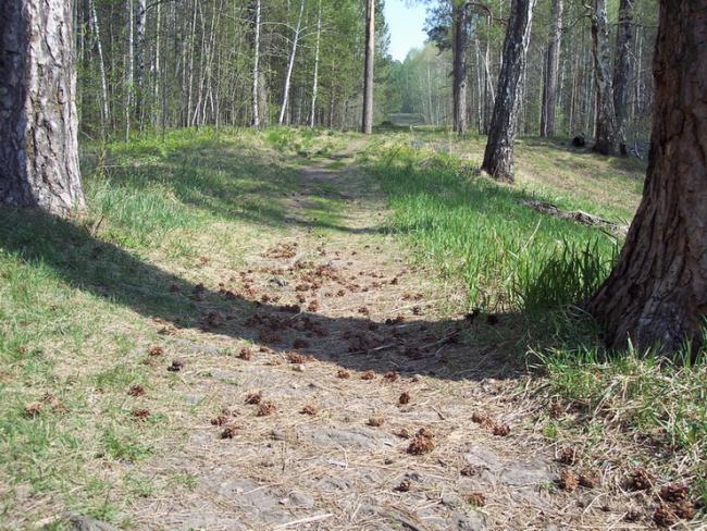 Тепло от могучих стволов