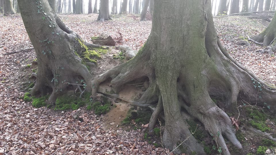 Время спелости