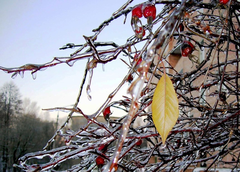 Влюблённый мороз