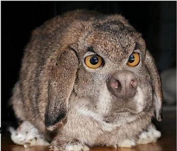 Танцуй и радуйся. Прык - скок