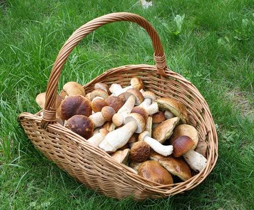 Подарок осени