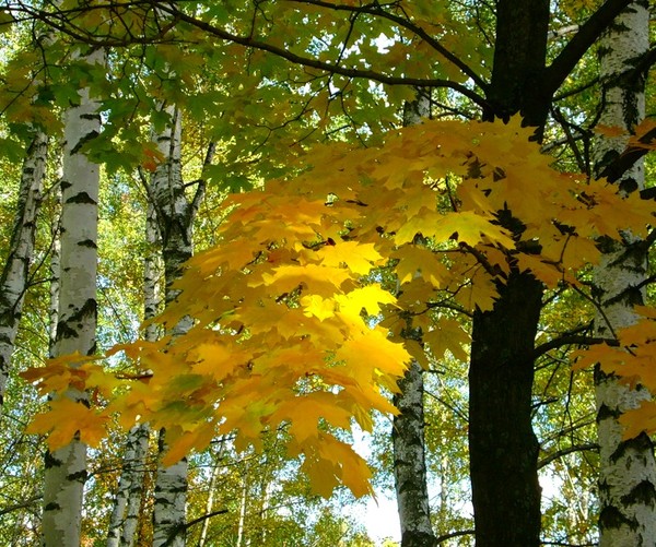 Сюрпризы сентября