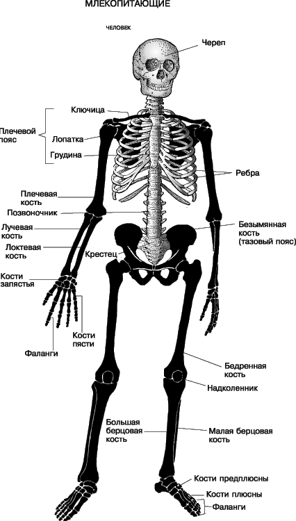 Кости человека 4 класс окружающий мир. Скелет человека схема с названиями анатомия. Анатомия человека кости скелета названия. Анатомия схемаскелеьа у человека.