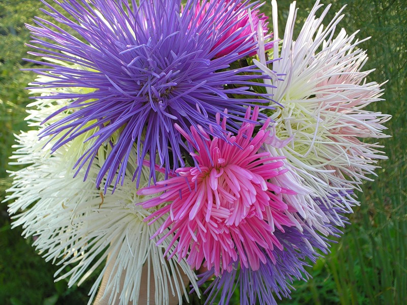 Королева-осень...