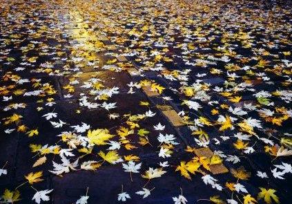 Ночной листопад