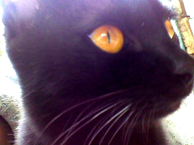 Жёлтые фонарики