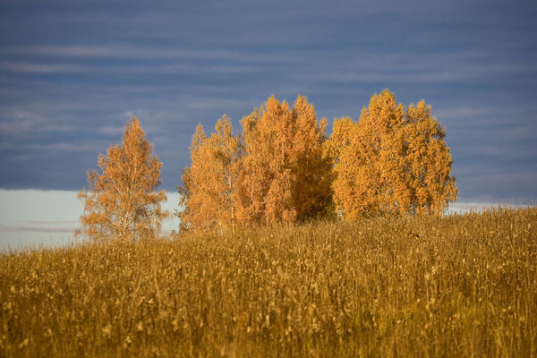 Осень золотом