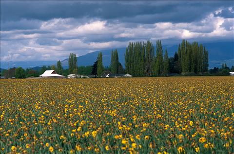 тоска по дому...