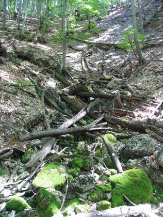 После падшей любви зеленеть