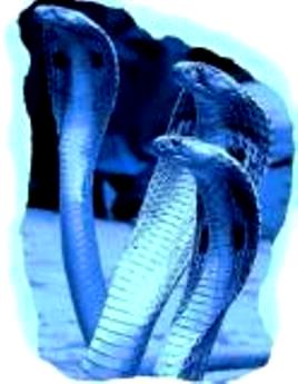 Из серпентария