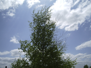 Я зернышком тебя принес