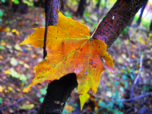Осень... у природы нет плохой погоды...