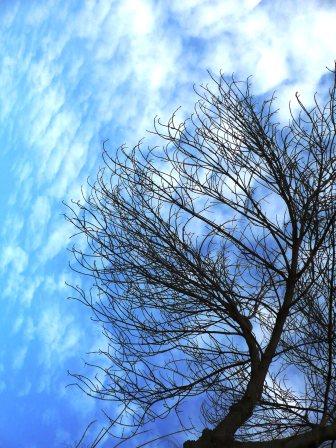 В сумраке ночи