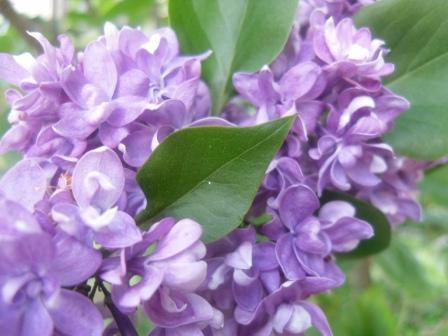 Соловьиная ночь