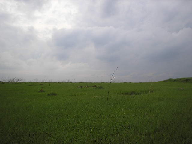 Старик и дерево