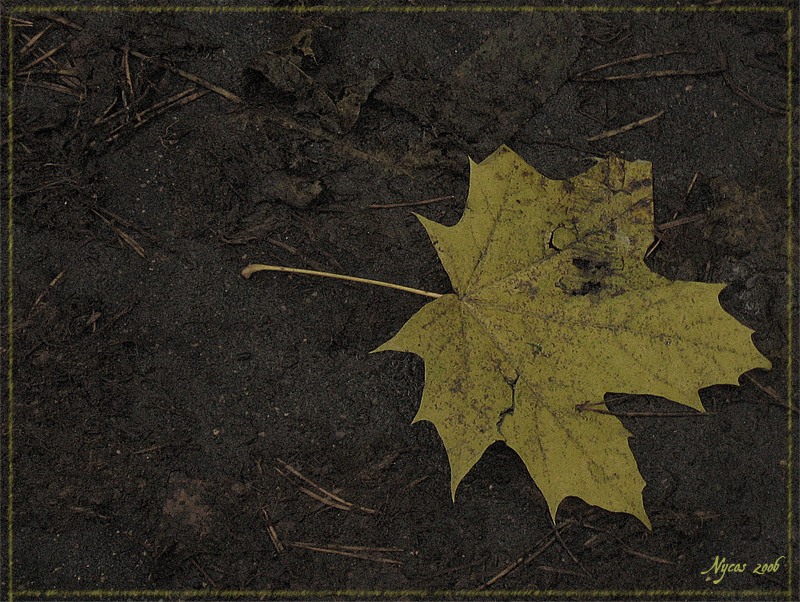 Стих про последний листик. Стихотворение про осень. Последний лист стих. Последний лист стих. Рисунок по стихотворению листок.