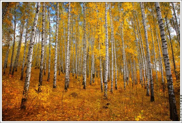 В листьях цвета абрикоса