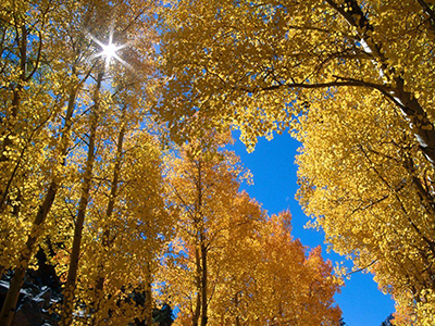 Горячих слёз целительная влага