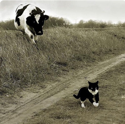 Захотелось молока