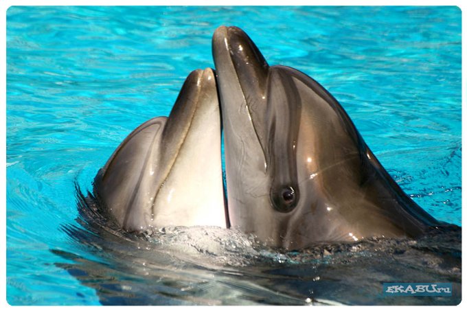 Дельфинчик толкает