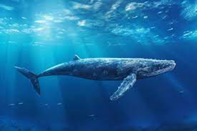 На просторах житейских морей