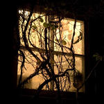 Окна напротив. Ута сонетная