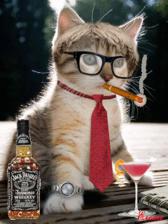 Просящий кот