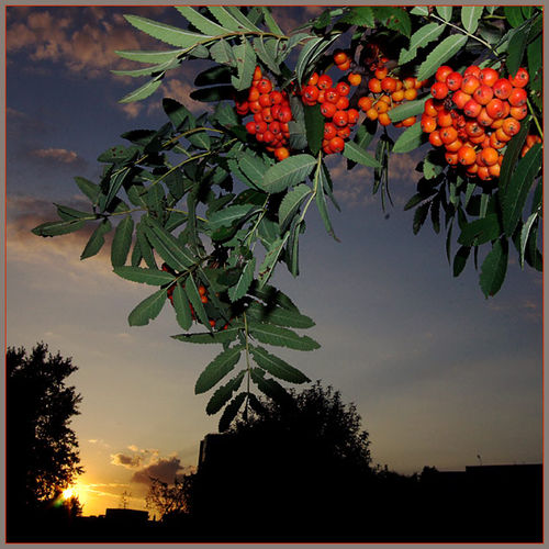 Согреет любовь...