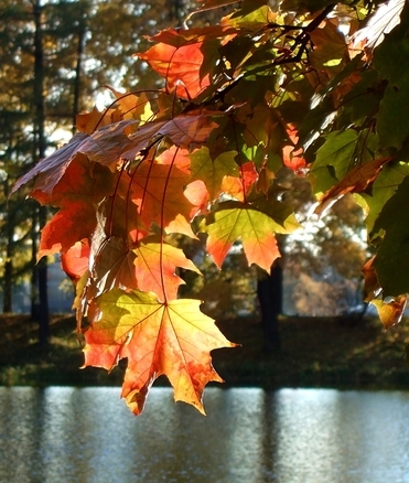 Золотые рыбки