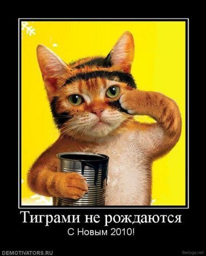С годом Тигра!!! январь 2010 года