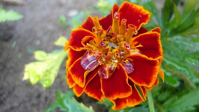 Только слёзы