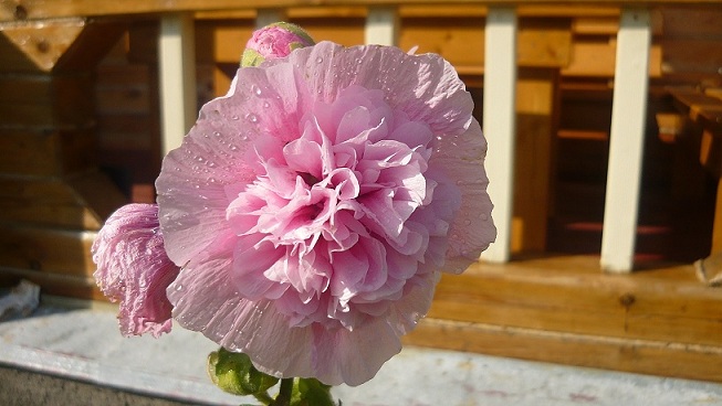 Единственной