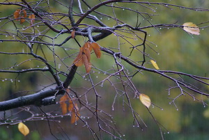 Поздняя осень
