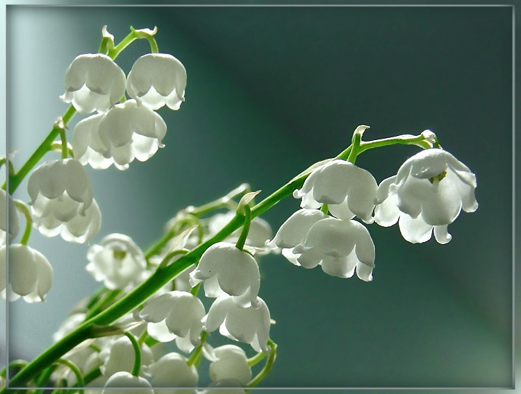 Самой себе я дам Свободу